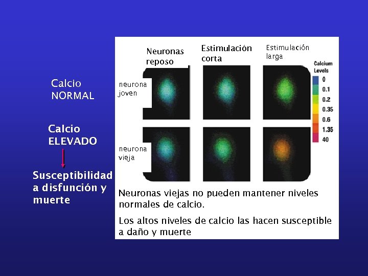 Neuronas reposo Calcio NORMAL Calcio ELEVADO Estimulación corta Estimulación larga neurona joven neurona vieja