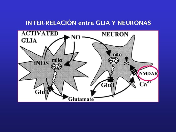 INTER-RELACIÓN entre GLIA Y NEURONAS 