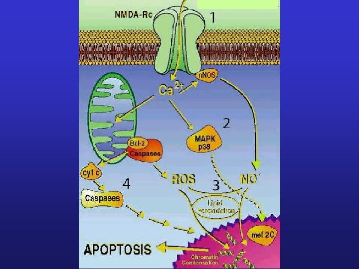 Alzheimer Parkinson ALS Glu Elimina Grupos selectos de neuronas BLOQUEO DE TRANSMISIÓN GLU NEUROPROTECCIÓN