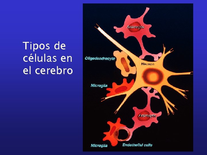 Tipos de células en el cerebro 