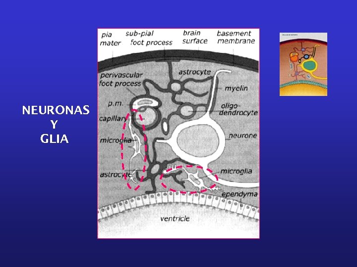 NEURONAS Y GLIA 