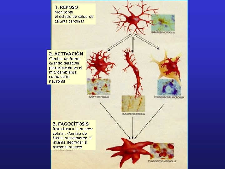 1. REPOSO Monitorea el estado de salud de células cercanas 2. ACTIVACIÓN Cambia de