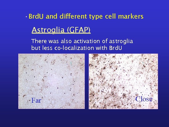  • Brd. U and different type cell markers Astroglia (GFAP) There was also