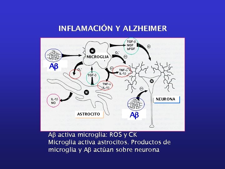INFLAMACIÓN Y ALZHEIMER MICROGLIA Ab NEURONA ASTROCITO Ab Ab activa microglia: ROS y CK
