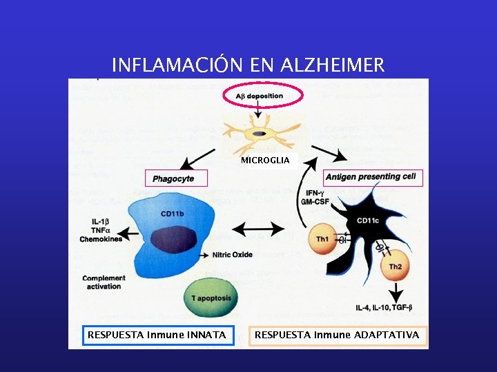 INFLAMACIÓN EN ALZHEIMER MICROGLIA RESPUESTA Inmune INNATA RESPUESTA Inmune ADAPTATIVA 