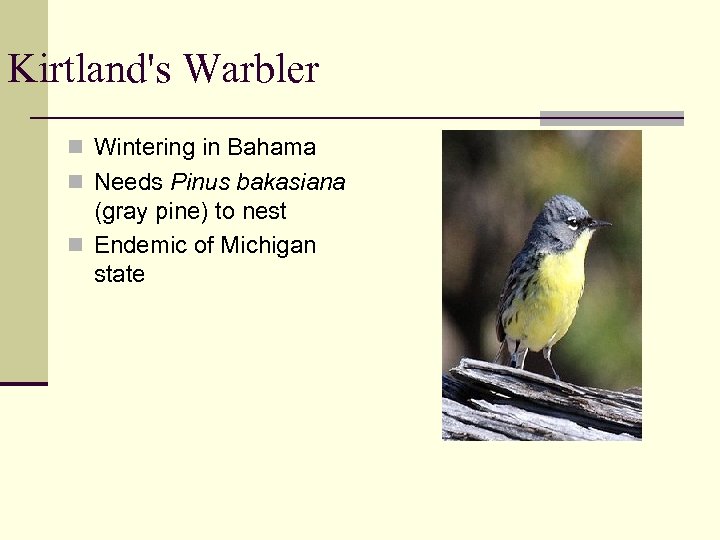 Kirtland's Warbler n Wintering in Bahama n Needs Pinus bakasiana (gray pine) to nest