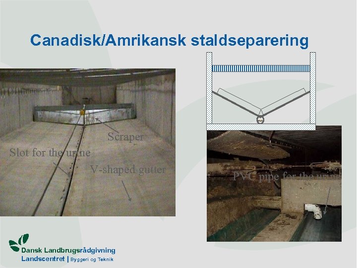 Canadisk/Amrikansk staldseparering Scraper Slot for the urine V-shaped gutter Dansk Landbrugsrådgivning Landscentret | Byggeri