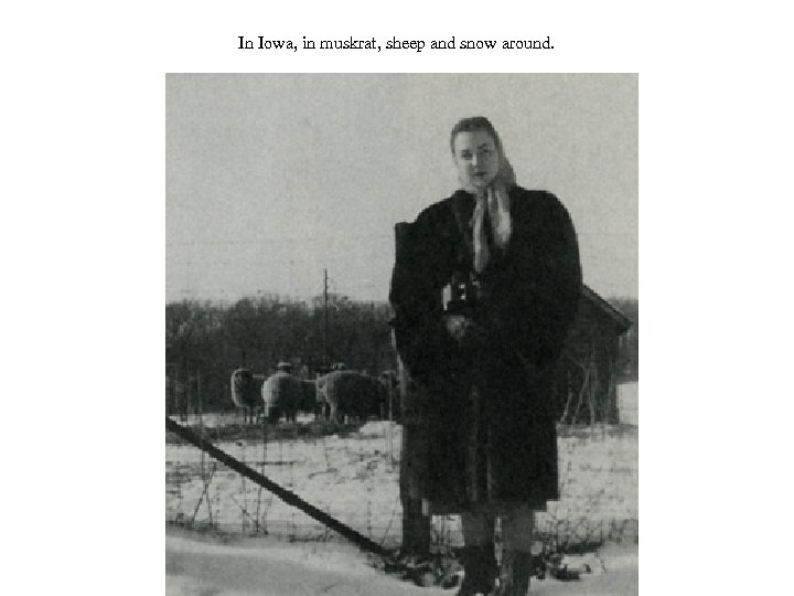 In Iowa, in muskrat, sheep and snow around. 