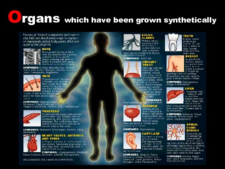 Organs which have been grown synthetically 