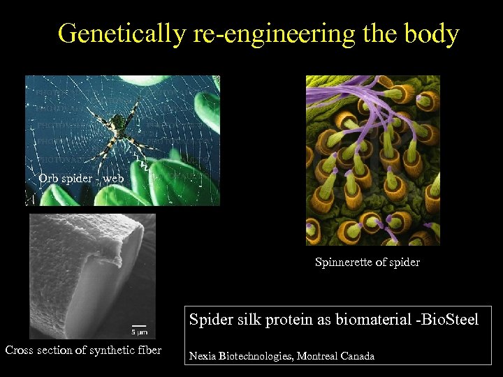 Genetically re-engineering the body Orb spider - web Spinnerette of spider Spider silk protein