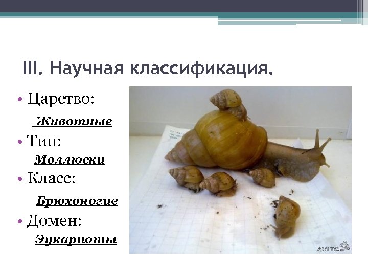III. Научная классификация. • Царство: Животные • Тип: Моллюски • Класс: Брюхоногие • Домен: