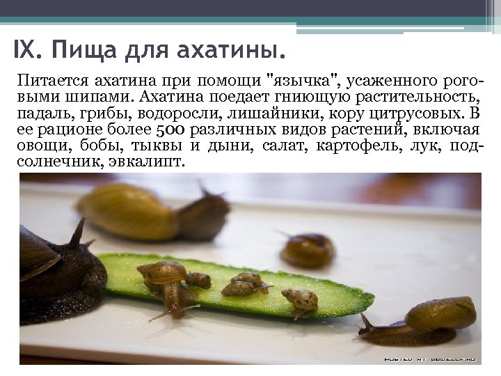 IX. Пища для ахатины. Питается ахатина при помощи "язычка", усаженного роговыми шипами. Ахатина поедает