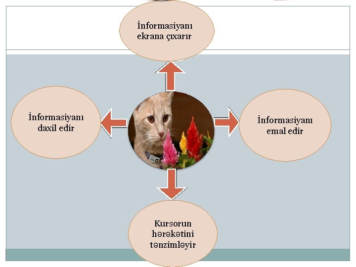 İnformasiyanı ekrana çıxarır İnformasiyanı daxil edir İnformasiyanı emal edir Kursorun hərəkətini tənzimləyir 
