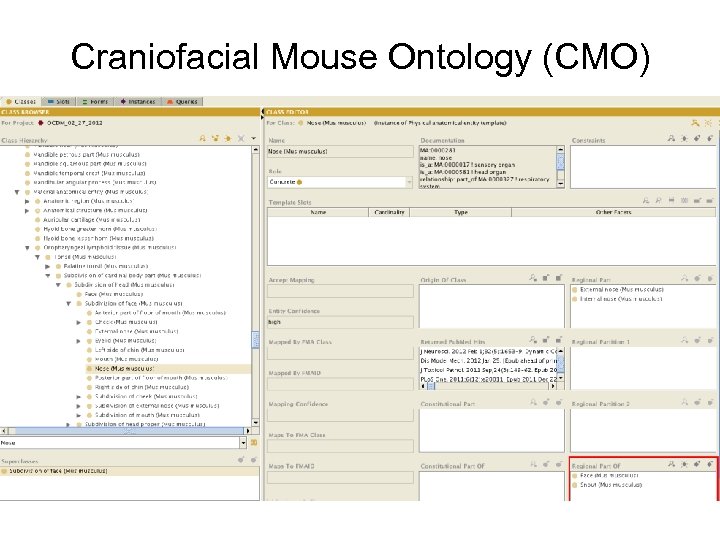 Craniofacial Mouse Ontology (CMO) 