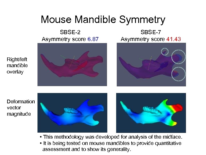 Mouse Mandible Symmetry SBSE-2 Asymmetry score 6. 87 SBSE-7 Asymmetry score 41. 43 Right/left
