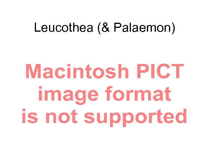 Leucothea (& Palaemon) 