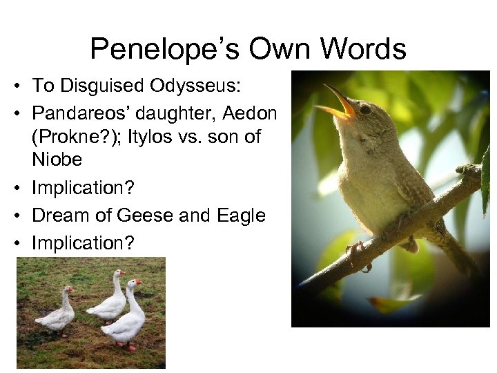 Penelope’s Own Words • To Disguised Odysseus: • Pandareos’ daughter, Aedon (Prokne? ); Itylos