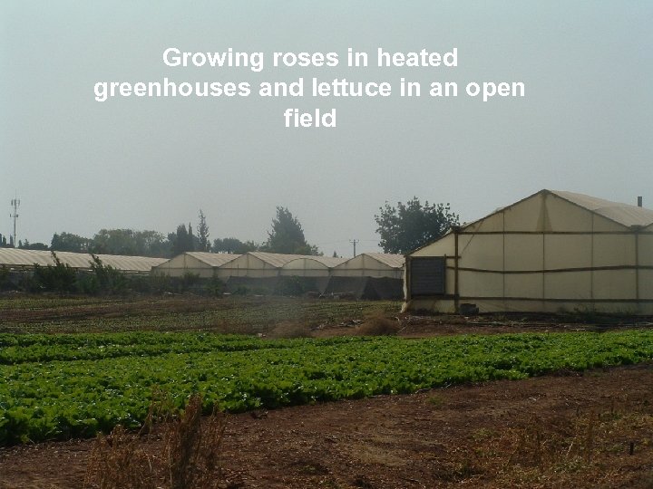 Growing roses in heated greenhouses and lettuce in an open field 
