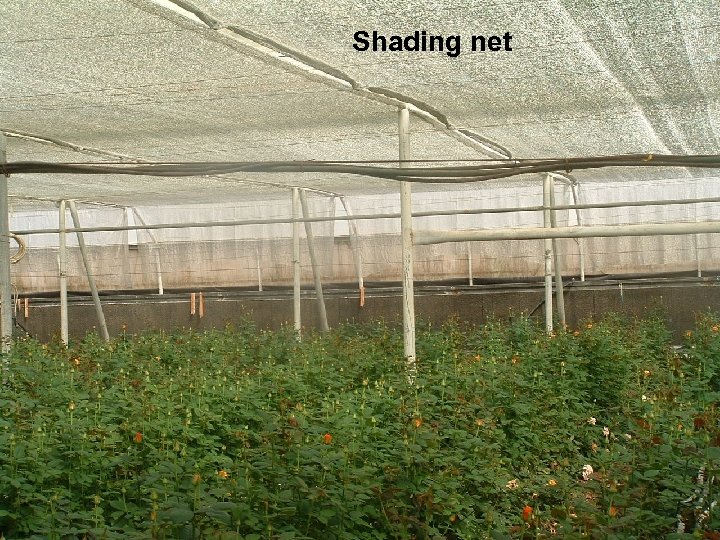 Shading net 