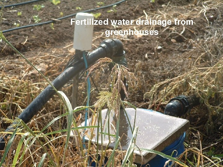 Fertilized water drainage from greenhouses 