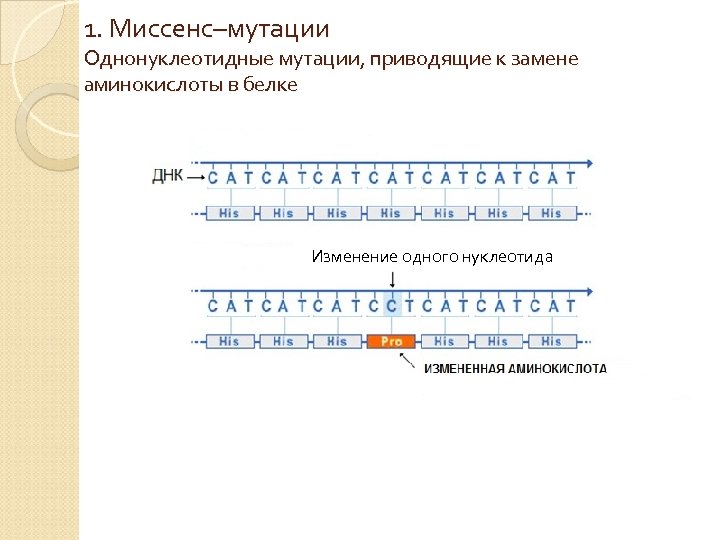 1. Миссенс–мутации Однонуклеотидные мутации, приводящие к замене аминокислоты в белке Изменение одного нуклеотида 