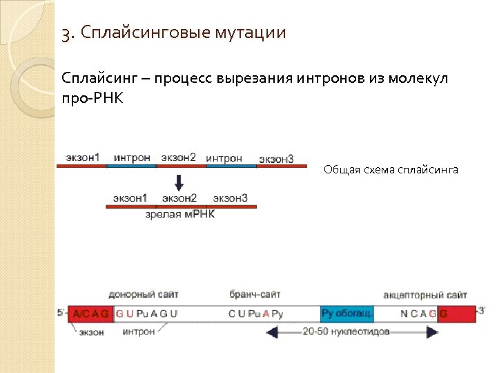 3. Сплайсинговые мутации Сплайсинг – процесс вырезания интронов из молекул про-РНК Общая схема сплайсинга