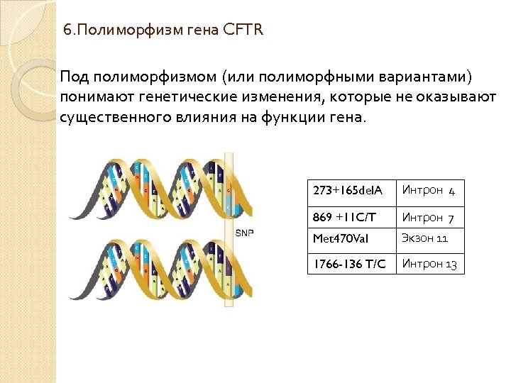 Можно ли назвать человека полиморфным. Полиморфизм генов. Полиморфизм Гена это. Полиморфные гены. Генетический полиморфизм.