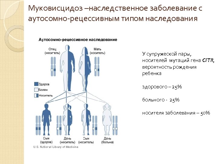 Муковисцидоз –наследственное заболевание с аутосомно-рецессивным типом наследования У супружеской пары, носителей мутаций гена CFTR,