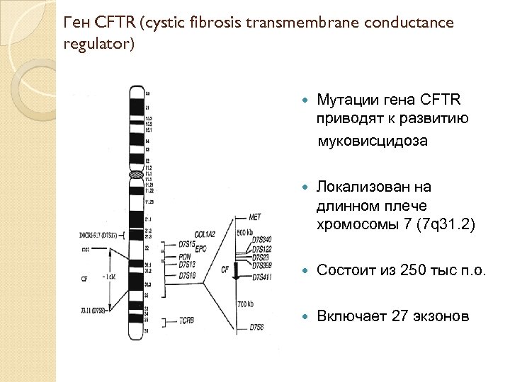 Ген тест 1. Мутаци я Гена муковисцидоз. Муковисцидоз хромосомная мутация. Мутация Гена CFTR. Ген трансмембранного регулятора муковисцидоза.