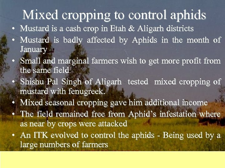Mixed cropping to control aphids • Mustard is a cash crop in Etah &
