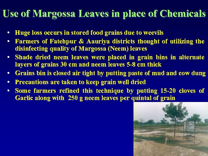 Use of Margossa Leaves in place of Chemicals • Huge loss occurs in stored