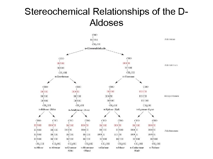 Stereochemical Relationships of the DAldoses 