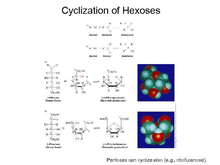 Cyclization of Hexoses Pentoses can cyclize also (e. g. , ribofuranose). 