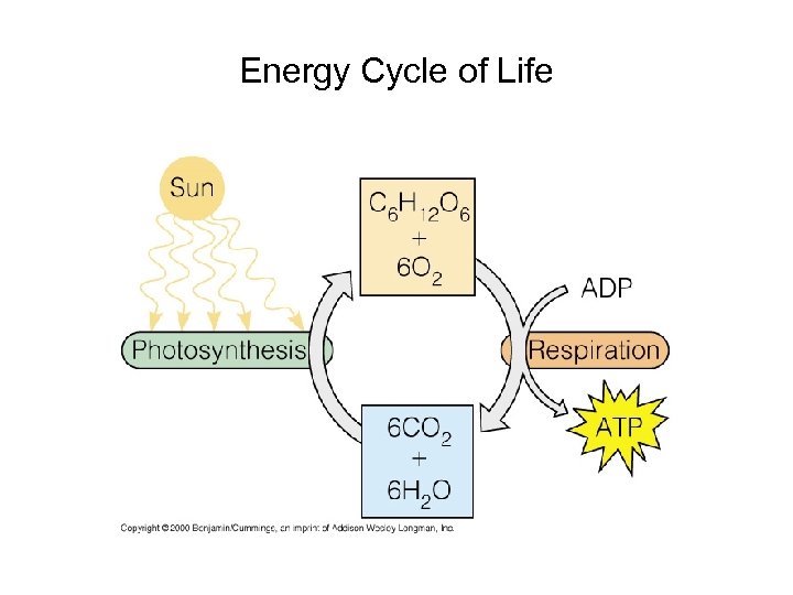 Energy Cycle of Life 