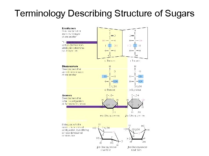 Terminology Describing Structure of Sugars 