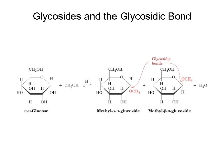 Glycosides and the Glycosidic Bond 