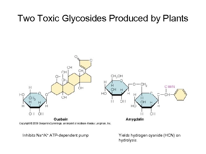 Two Toxic Glycosides Produced by Plants Inhibits Na+/K+ ATP-dependent pump Yields hydrogen cyanide (HCN)