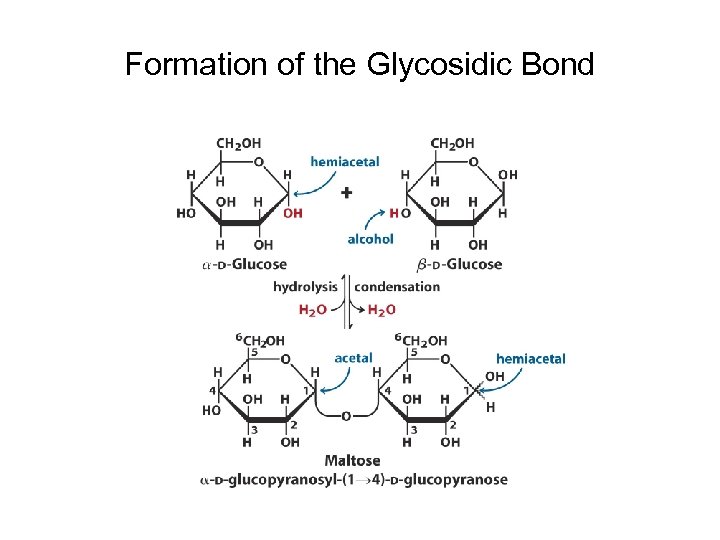 Formation of the Glycosidic Bond 