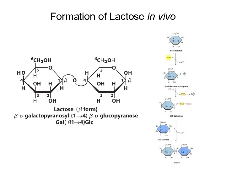 Formation of Lactose in vivo 