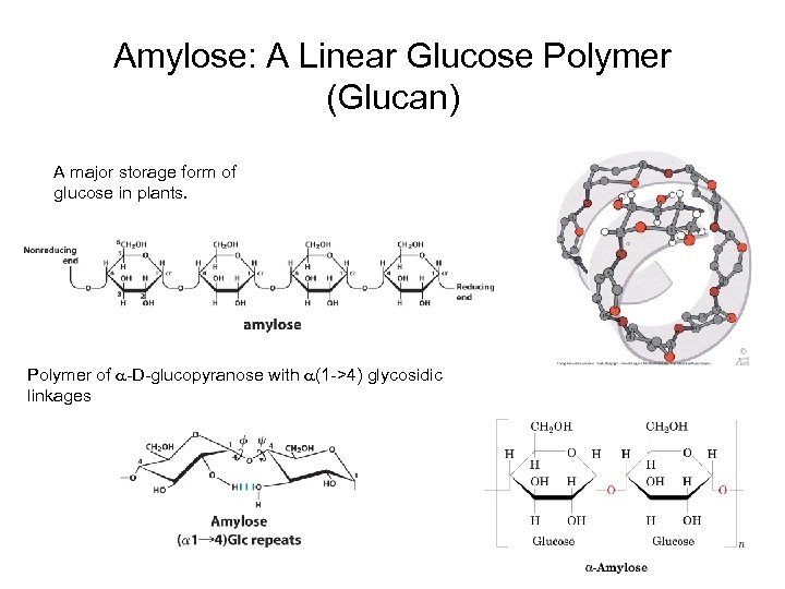 Amylose: A Linear Glucose Polymer (Glucan) A major storage form of glucose in plants.