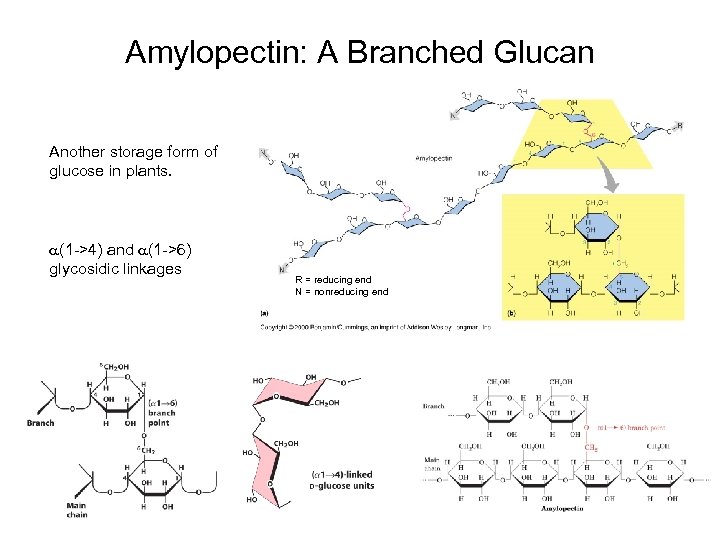 Amylopectin: A Branched Glucan Another storage form of glucose in plants. a(1 ->4) and