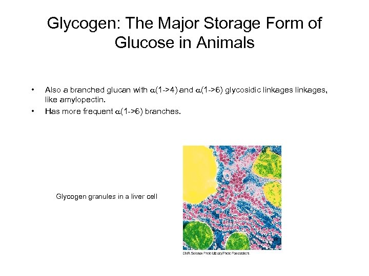 Glycogen: The Major Storage Form of Glucose in Animals • • Also a branched