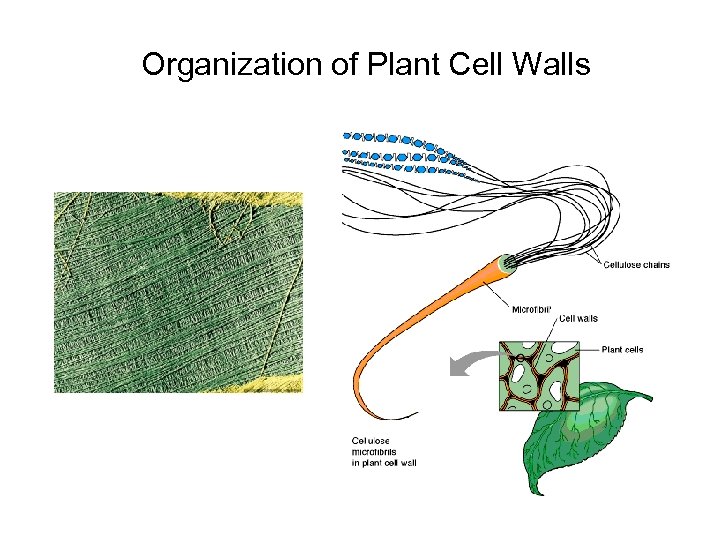 Organization of Plant Cell Walls 