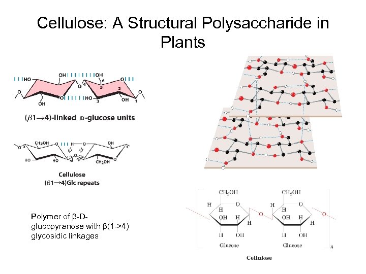 Cellulose: A Structural Polysaccharide in Plants Polymer of b-Dglucopyranose with b(1 ->4) glycosidic linkages