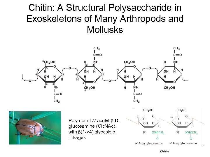 Chitin: A Structural Polysaccharide in Exoskeletons of Many Arthropods and Mollusks Polymer of N-acetyl-b-Dglucosamine