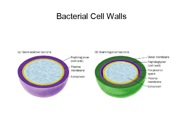 Bacterial Cell Walls 