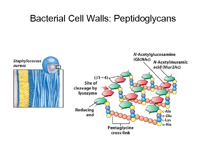 Bacterial Cell Walls: Peptidoglycans 