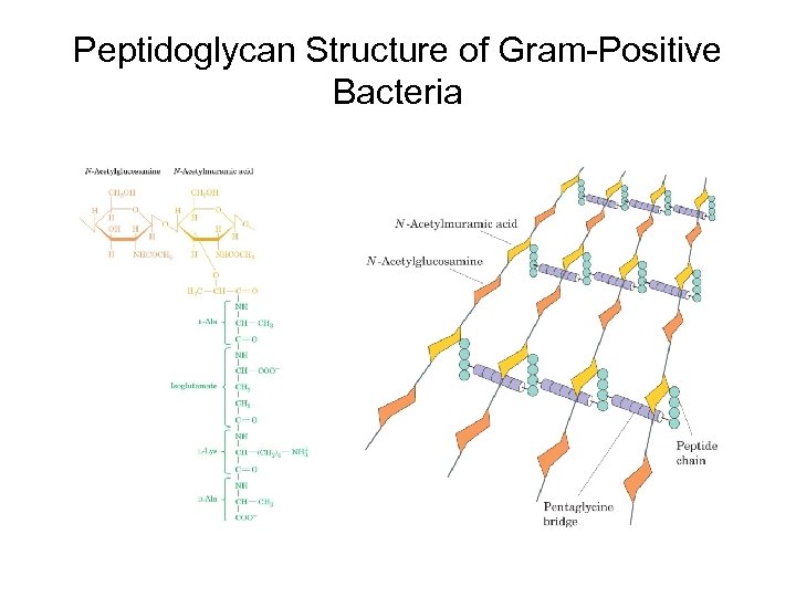 Peptidoglycan Structure of Gram-Positive Bacteria 