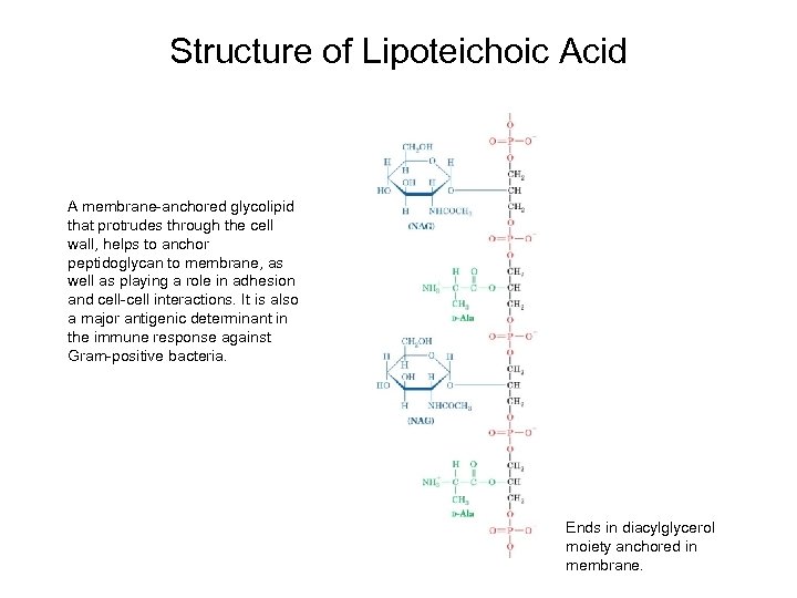 Structure of Lipoteichoic Acid A membrane-anchored glycolipid that protrudes through the cell wall, helps