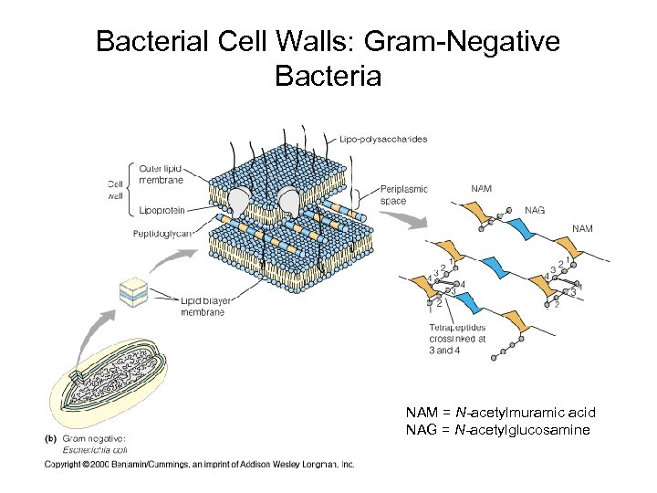 Bacterial Cell Walls: Gram-Negative Bacteria NAM = N-acetylmuramic acid NAG = N-acetylglucosamine 